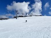 Pista Drover's Dream