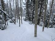 Tree skiing (discese attraverso i boschi)