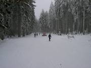 Discesa nel bosco al Wurmberg