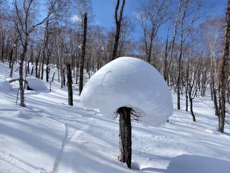 Sicurezza neve Giappone – Sicurezza neve Rusutsu