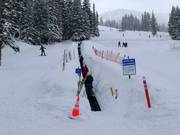 Porcupine - Tapis roulant/Tappeto Magico