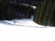 Discesa nel bosco presso la seggiovia Jackrabbit Quad