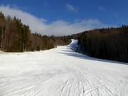 Facile e attraente discesa attraverso l'alto bosco