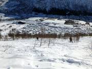 Tree runs attraverso boschi di betulle