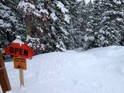 Tree skiing (discese attraverso i boschi)