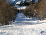 Discesa nel bosco al Piz Aela