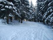 La discesa nel bosco conduce nella parte più pianeggiante della pista principale.