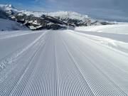 Fresche tracce nella neve