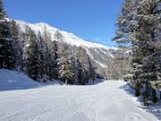 Discesa nel bosco Langenstein