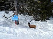 Divertenti figure sulla pista degli animali selvatici verso Fiorentini