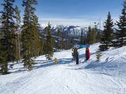 Discesa nel bosco disboscata Wolf's Den