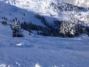 Tree Runs fino al "Bärenloch"