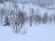 Tree skiing (discese attraverso i boschi)