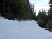 Facile discesa nel bosco