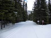 Le piste da fondo attraversano in modo idilliaco i boschi circostanti.