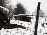 Recinto faunistico dietro al rifugio alpino