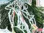 Mappa delle piste Red River