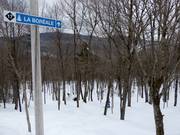 Discesa nel bosco disboscata La Boréale