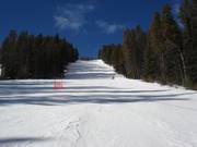 Ampia discesa nel bosco