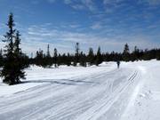 Piste da sci di fondo a Trysil