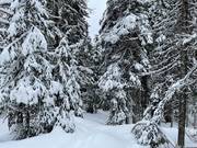 L’area sciistica SilverStar è ricoperta da abbondante neve naturale.