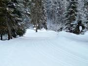 Pista da fondo nella Lammertal