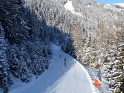 Facile discesa nel bosco