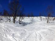 Tree runs attraverso boschi di betulle