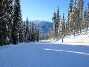 Pista facile Mt. Morrisey Connector