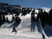 Columbine nella Montezuma Bowl
