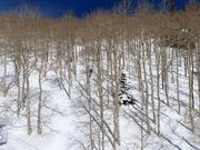 Tree skiing (discese tra gli alberi)