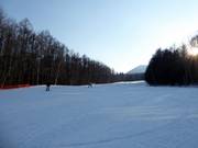 Magnifica discesa nel bosco Prince