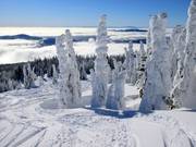 Neve fresca e alberi ricoperti di zucchero a velo a Sun Peaks
