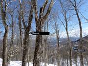 Sono molto popolari le discese attraverso boschi diradati (Gladed Runs)