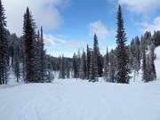 Discesa Screaming Cheetah