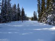 Facile discesa nel bosco a Hundfjället