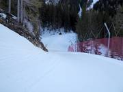 Facile discesa nel bosco