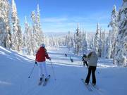 Pista facile attraverso la foresta invernale canadese