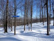 Discesa nel bosco diradato (Gladed Run)