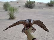 Suggerimento per i più piccoli 