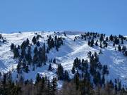 Freeride allo Zirbenjet