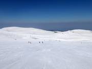 Pista Laleto lesna 3