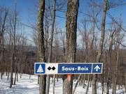 Discesa difficile nel bosco