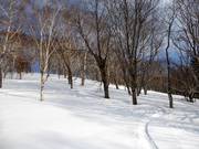 Neve fresca nel bosco rado