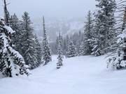 Neve fresca presso la seggiovia Milly Express