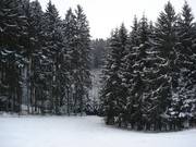Discesa nel bosco prima della pista di collegamento
