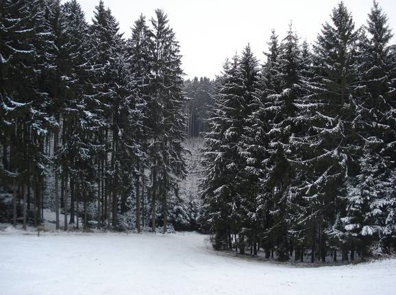 Discesa nel bosco prima della pista di collegamento
