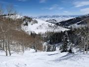 Ripida Lady Morgan Bowl