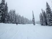 Pista molto facile nel Red Mountain Resort