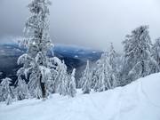 Discese boschive non preparate con neve fresca (Gladed Runs)